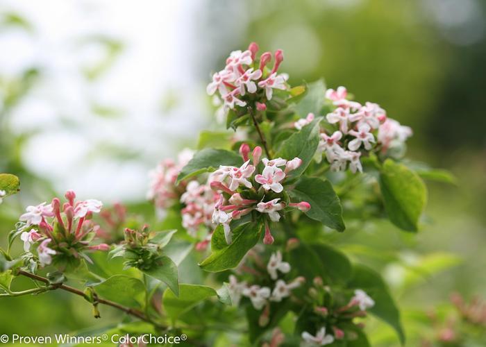 Abelia mosanensis Sweet Emotion Blaze™