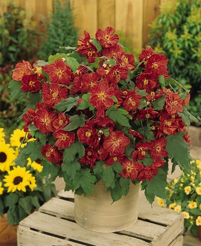 Abutilon Bella Red