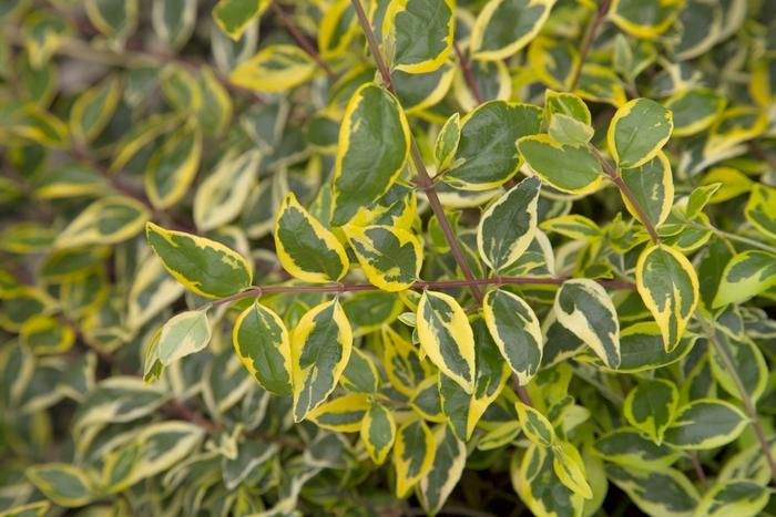 Abelia x grandiflora Miss Lemon™