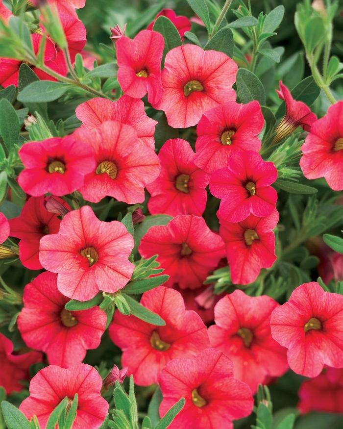 Calibrachoa Superbells® Coralberry Punch™