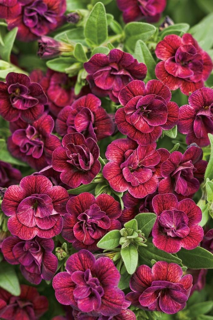 Calibrachoa Superbells® Double Plum