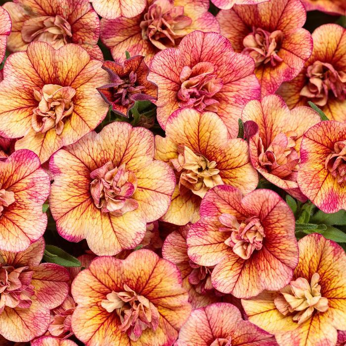 Calibrachoa Superbells&reg; Double Vintage Coral&trade;