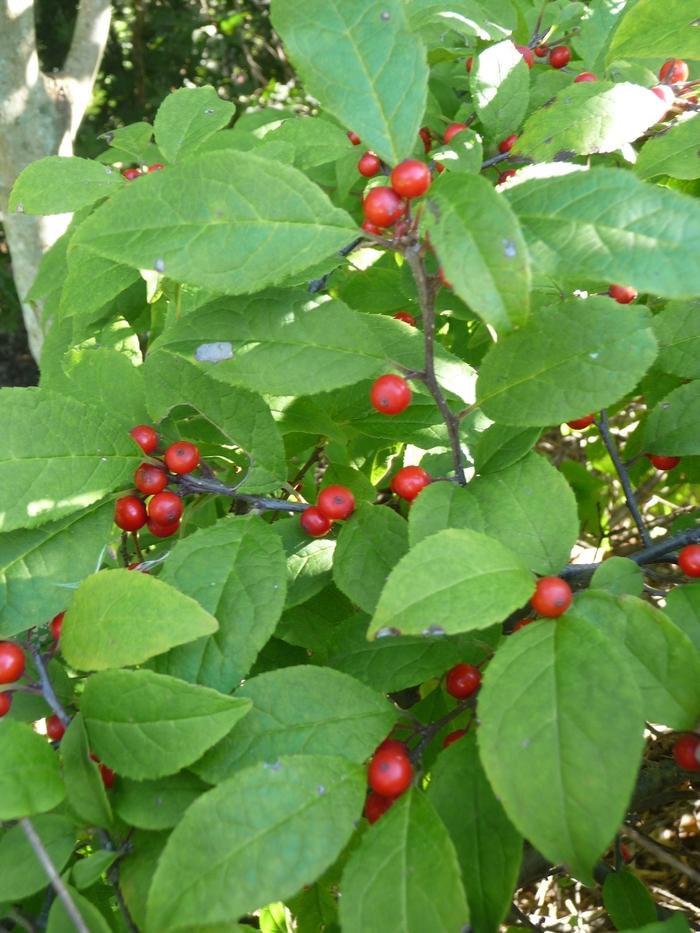 Ilex Carolina Cardinal