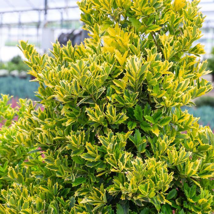 Ilex Golden Oakland®