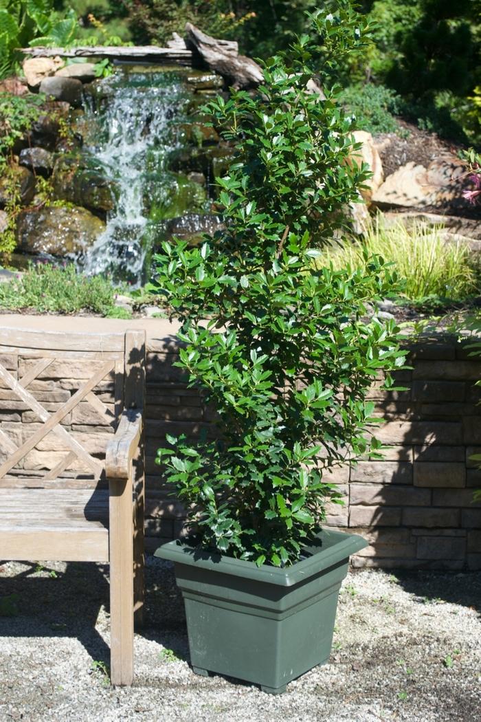 Ilex Oak Leaf™