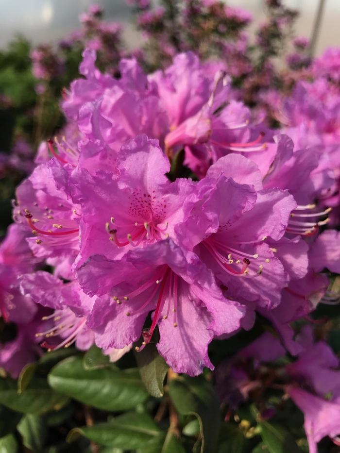 Rhododendron Abbey's Re-View®