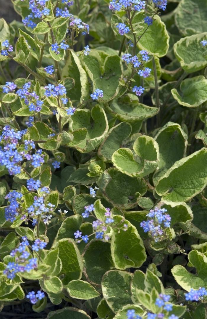 Brunnera macrophylla Hadspen Cream