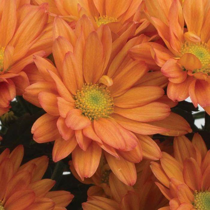 Chrysanthemum indicum Auburn™ Orange