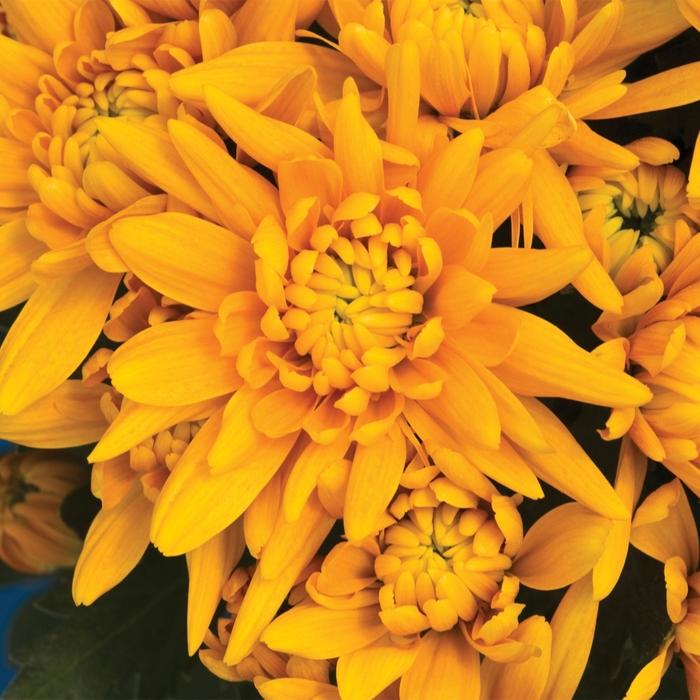 Chrysanthemum indicum Durango™ Honey