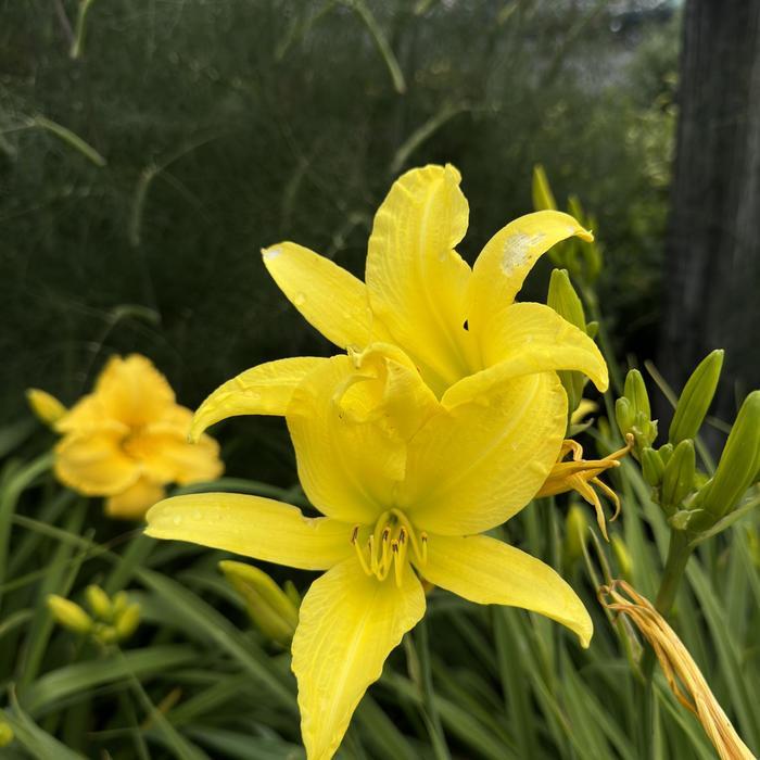 Hemerocallis Hyperion