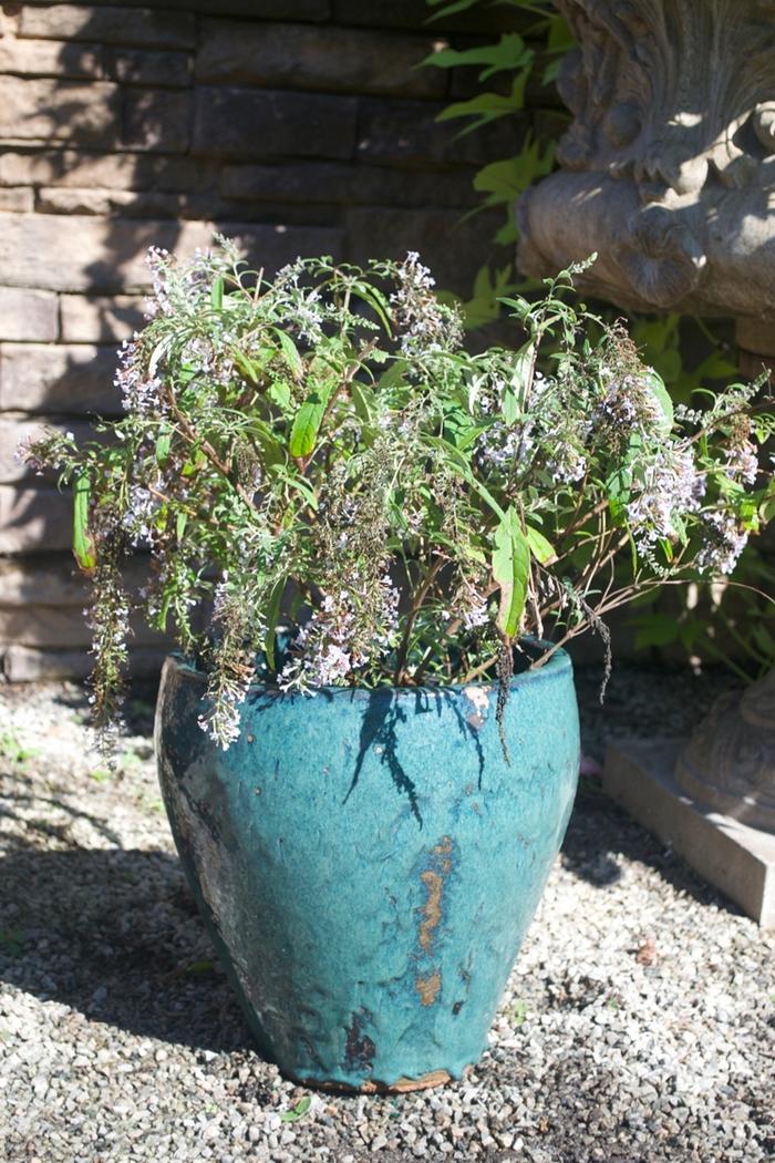 Buddleia davidii Wisteria Lane