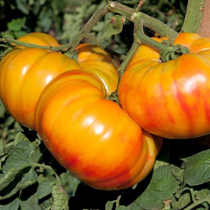 Lycopersicon Buffalosun