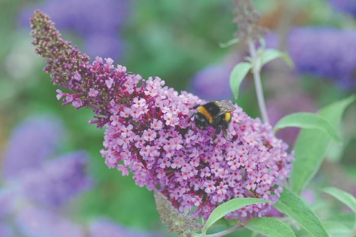 Buddleia davidii Buzz™ Soft pink