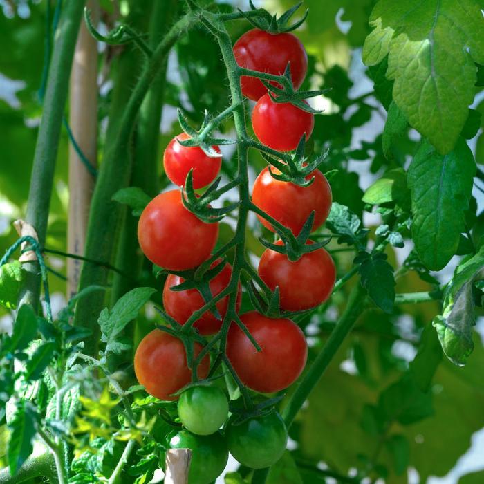 Lycopersicon Ella Bella