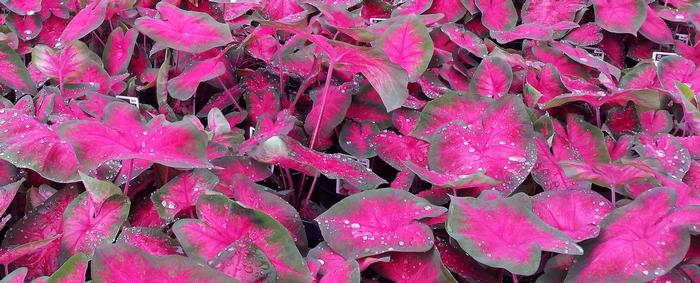 Caladium Pink