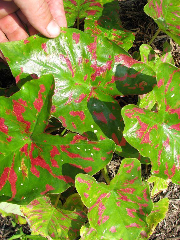 Caladium Painted Frog&trade; Poison Dart Frog