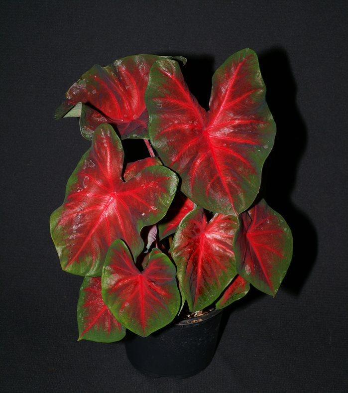 Caladium Red