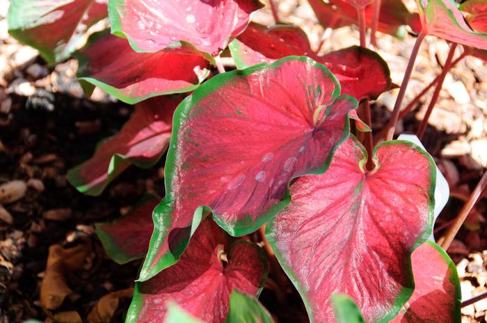 Caladium Red Glamour