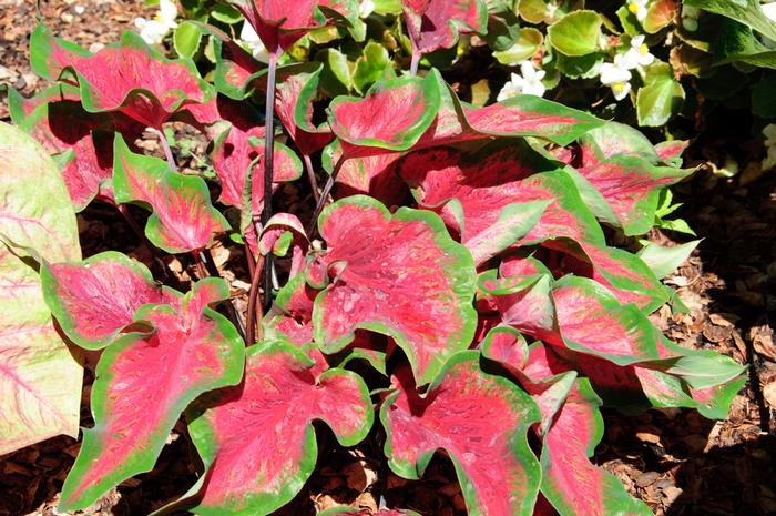Caladium Rio Red