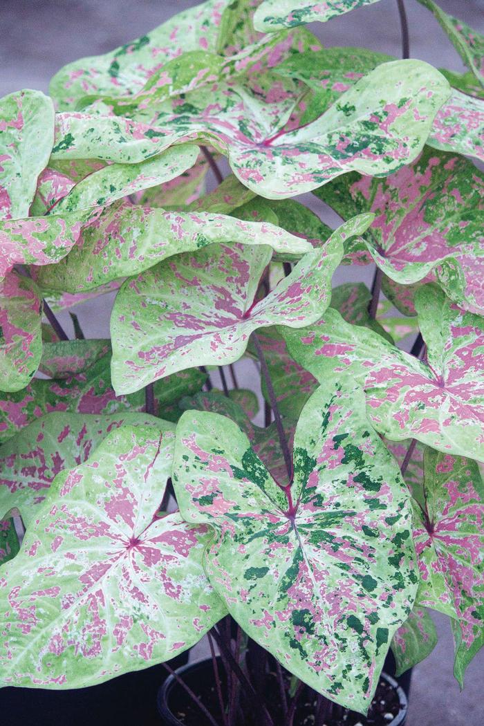 Caladium Seafoam Pink&trade;