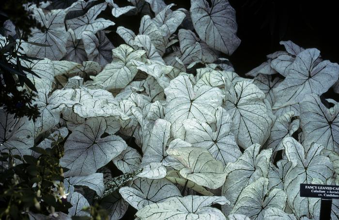 Caladium bicolor Candidum