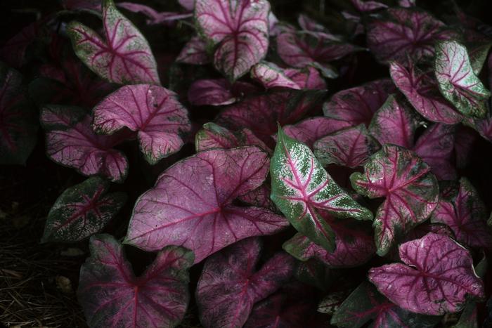 Caladium bicolor Fannie Munson