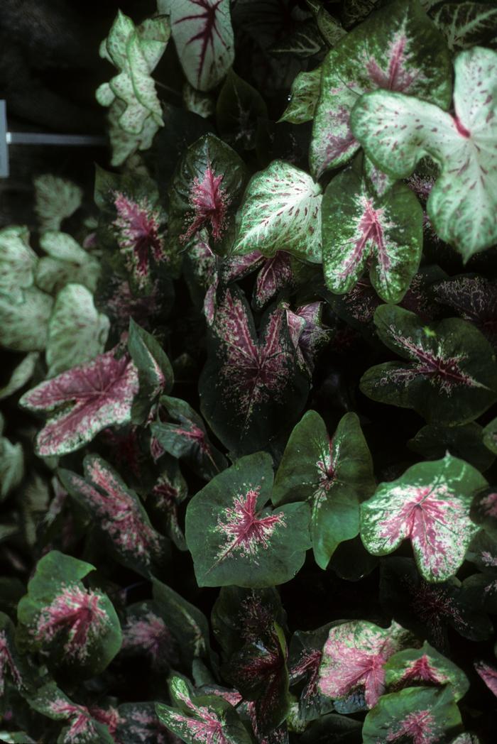 Caladium bicolor Fire Chief