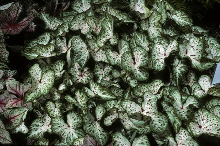 Caladium bicolor Gingerbread