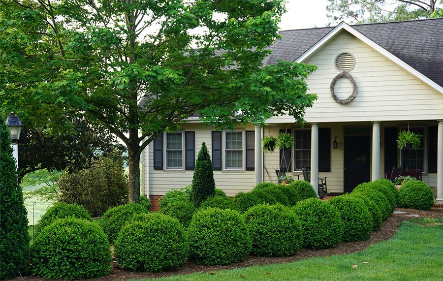 Buxus 'NewGen Independence®' - Boxwood from Grower Website Demo 2