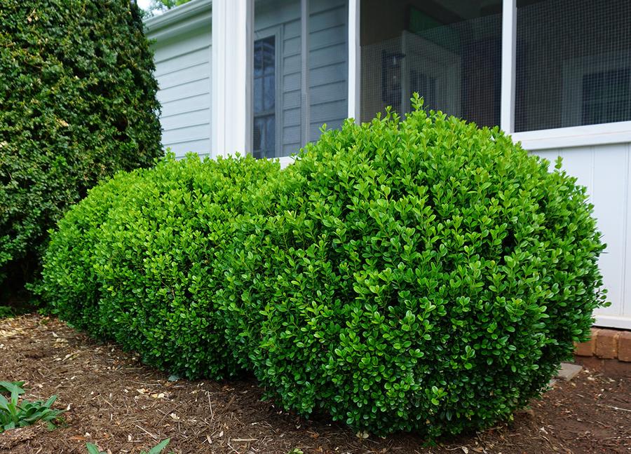 Buxus 'NewGen Freedom®' - Boxwood from Grower Website Demo 2