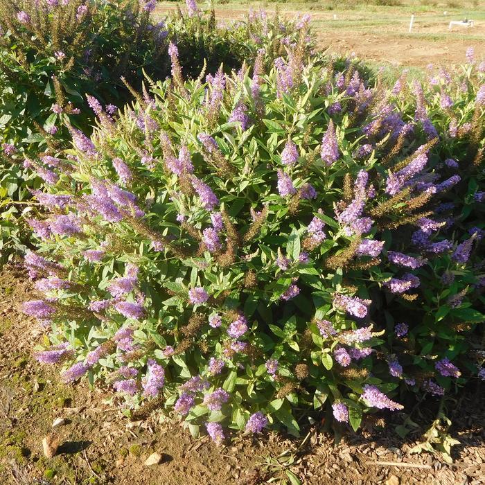 Buddleia davidii Dapper® Lavender