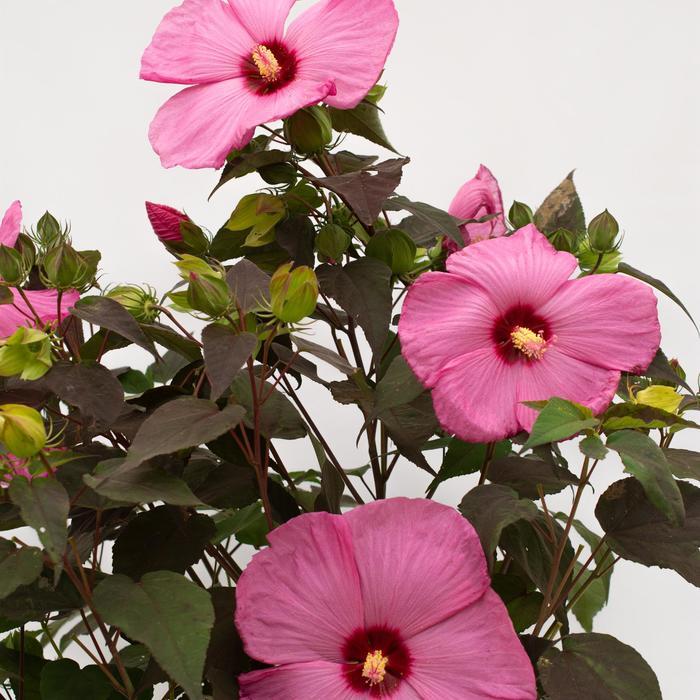 Hibiscus moscheutos Head Over Heels&reg; Adore