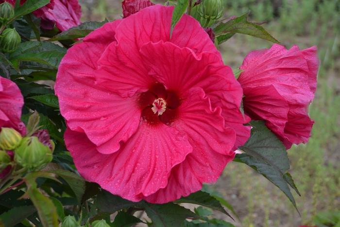 Hibiscus Summer in Paradise