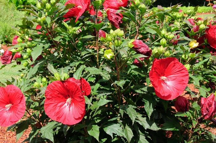 Hibiscus Summerific® Cranberry Crush