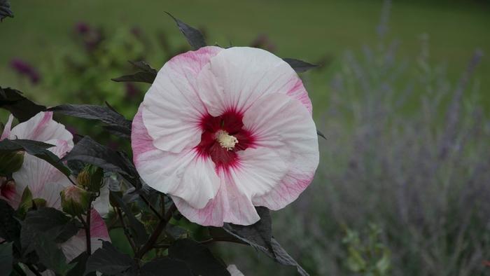 Hibiscus Summerific® Perfect Storm