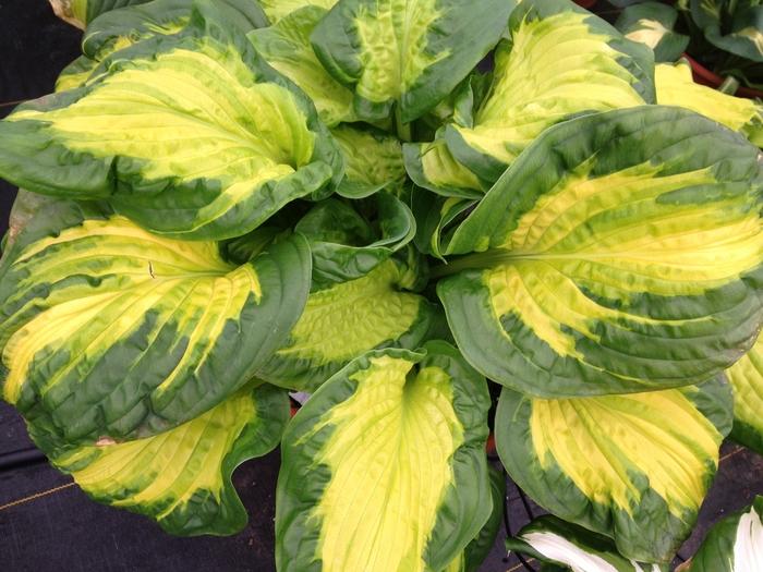 Hosta Shadowland® Etched Glass