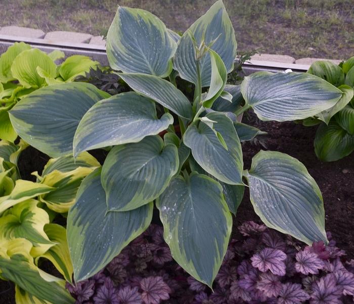 Hosta Shadowland® Wu-La-La