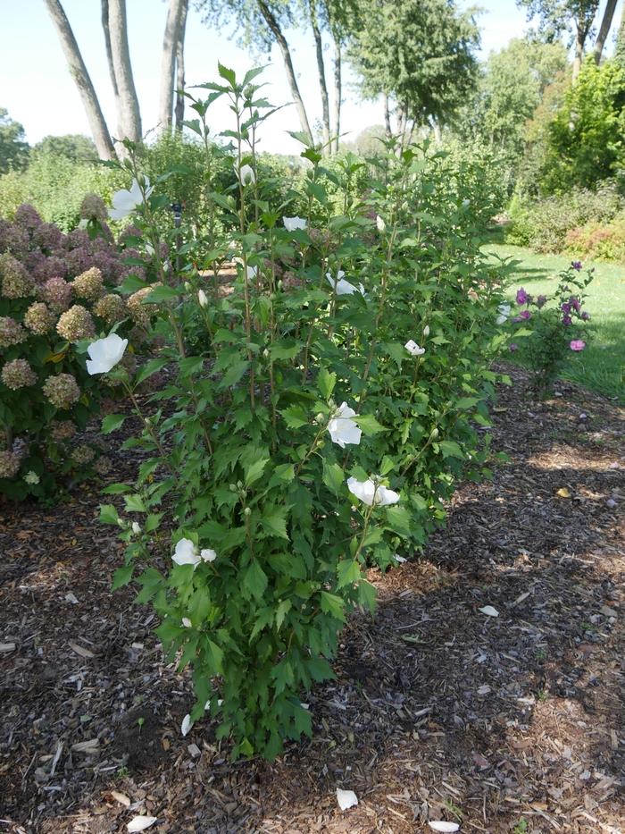 Hibiscus syriacus White Pillar®