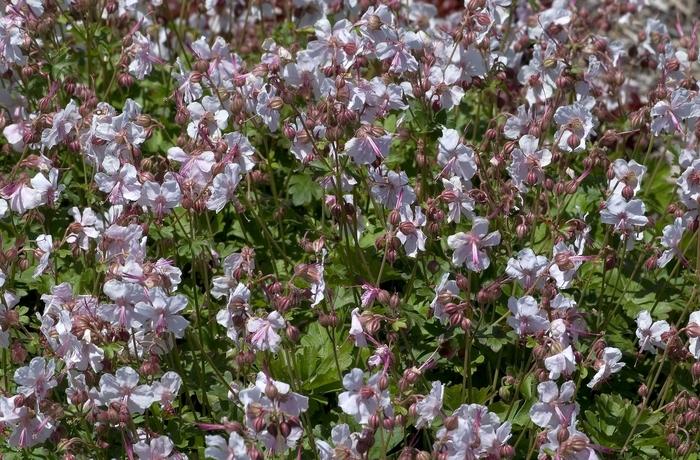 Geranium x cantabrigense Biokova Karmina