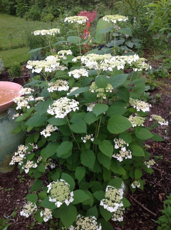 Hydrangea arborescens Haas Halo