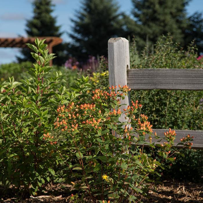 Hypericum inodorum Pumpkin