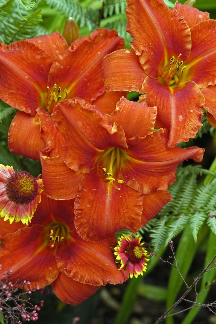 Hemerocallis Alabama Jubilee