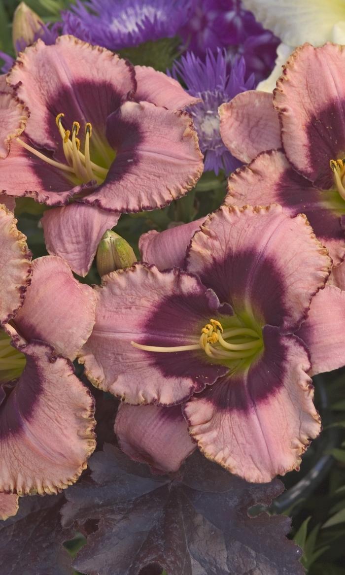 Hemerocallis Daring Deception