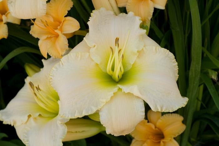 Hemerocallis Early Snow