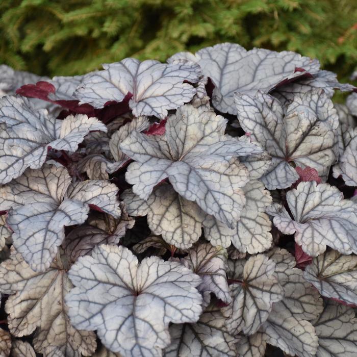 Heuchera Dolce® Frosted Berry