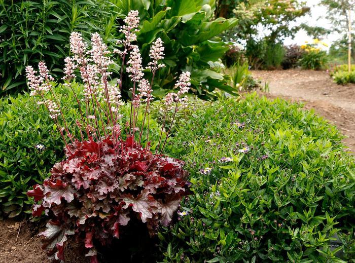 Heuchera Ruby Tuesday