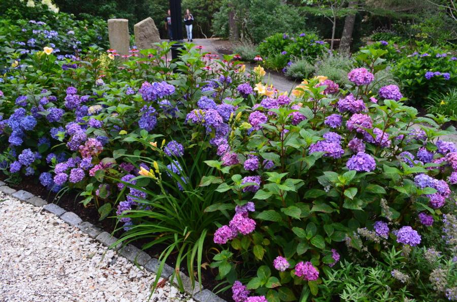 Hydrangea macrophylla Endless Summer 'BloomStruck®' - Bigleaf Hydrangea from Grower Website Two