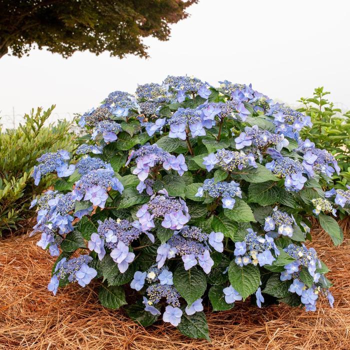 Hydrangea macrophylla Endless Summer&reg; Pop Star&trade;