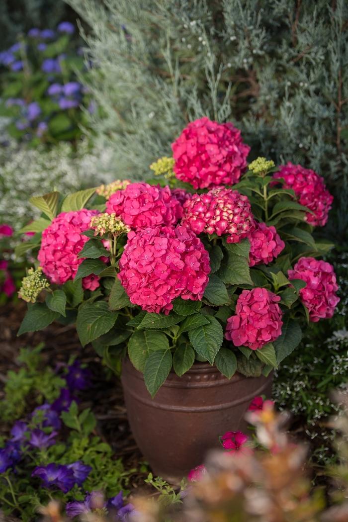 Hydrangea macrophylla Endless Summer® Summer Crush®