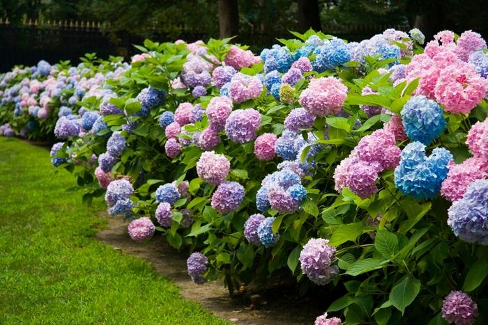 Hydrangea macrophylla Endless Summer® The Original®